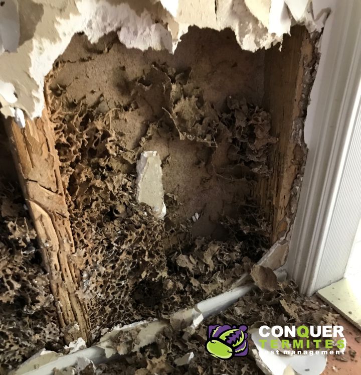 What are the signs of termites in walls?