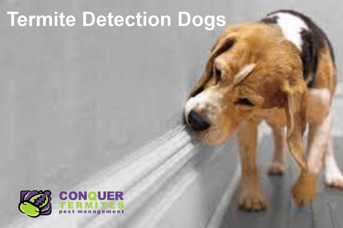 Termite Detection Dog - sniffing a wall