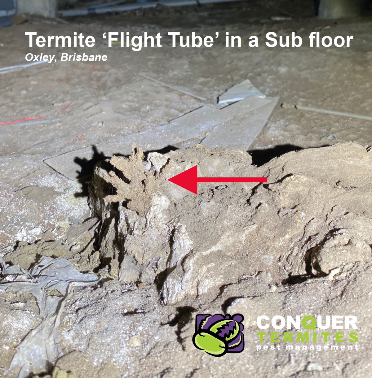 Termites love Sub-floors