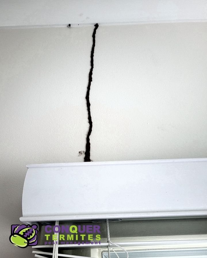 Termite lead on an internal wall 