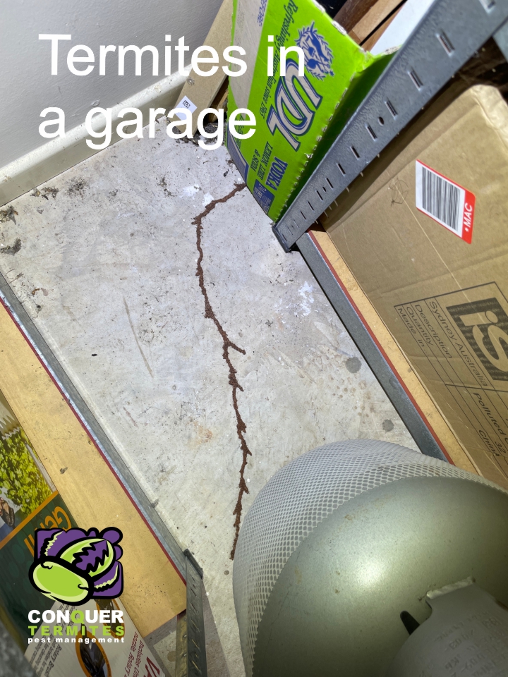 Live termites in a garage in Mt Gravatt East - Brisbane