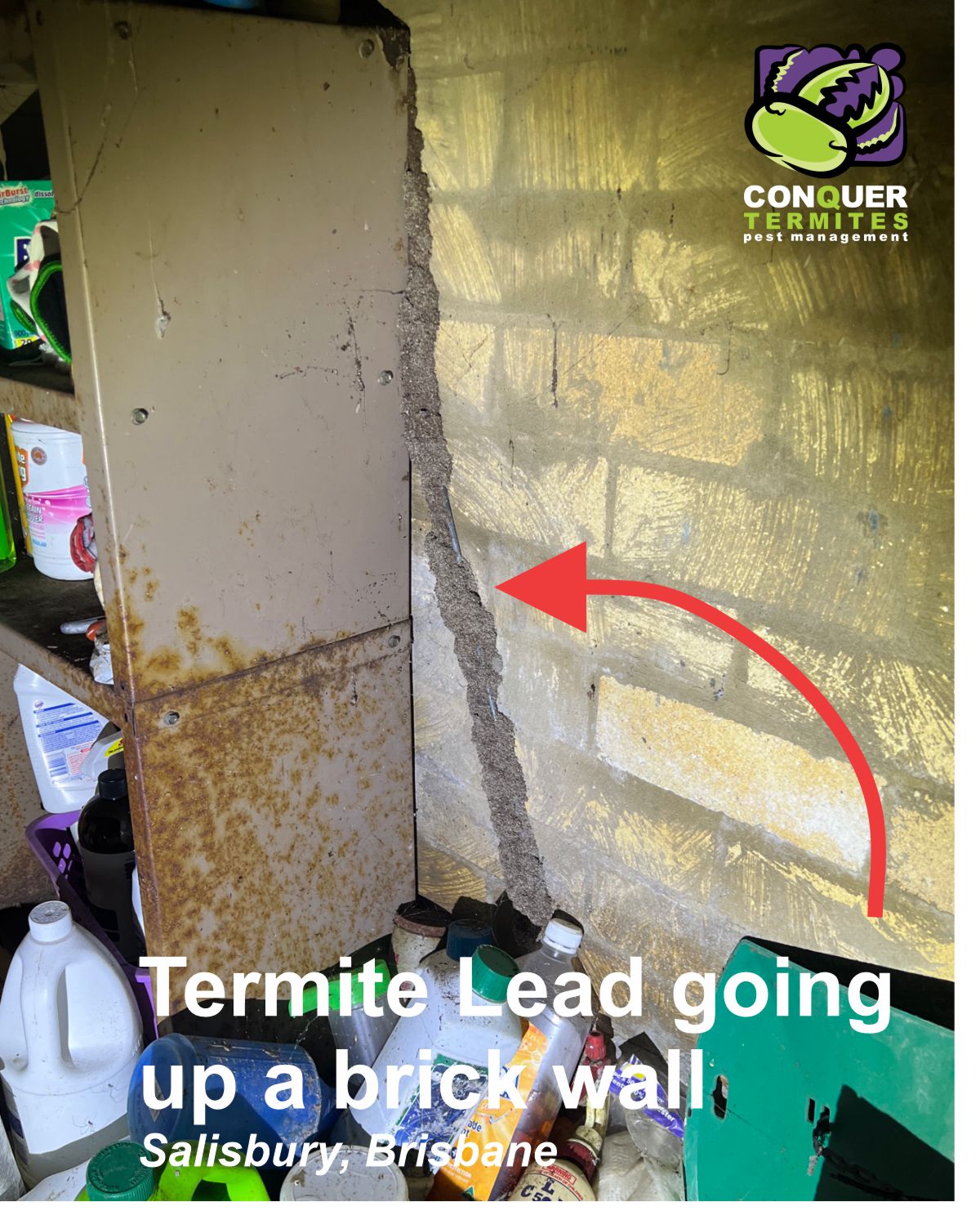 Termites building a mud lead up a wall in the subfloor