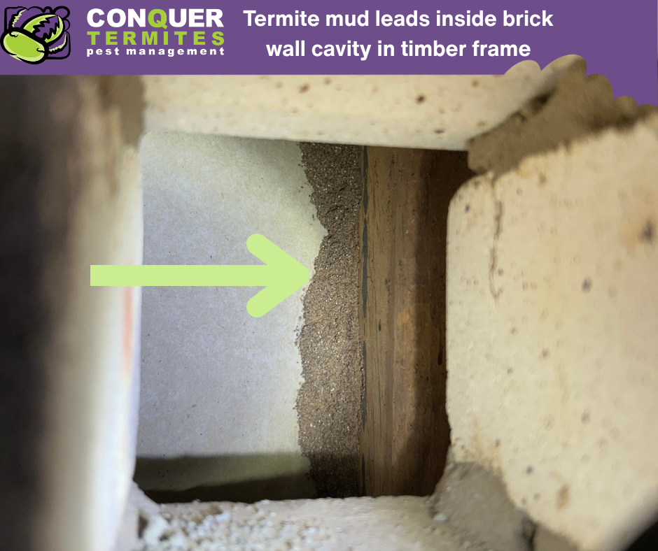 Think Your Brick Home is Termite-Proof? Think Again.