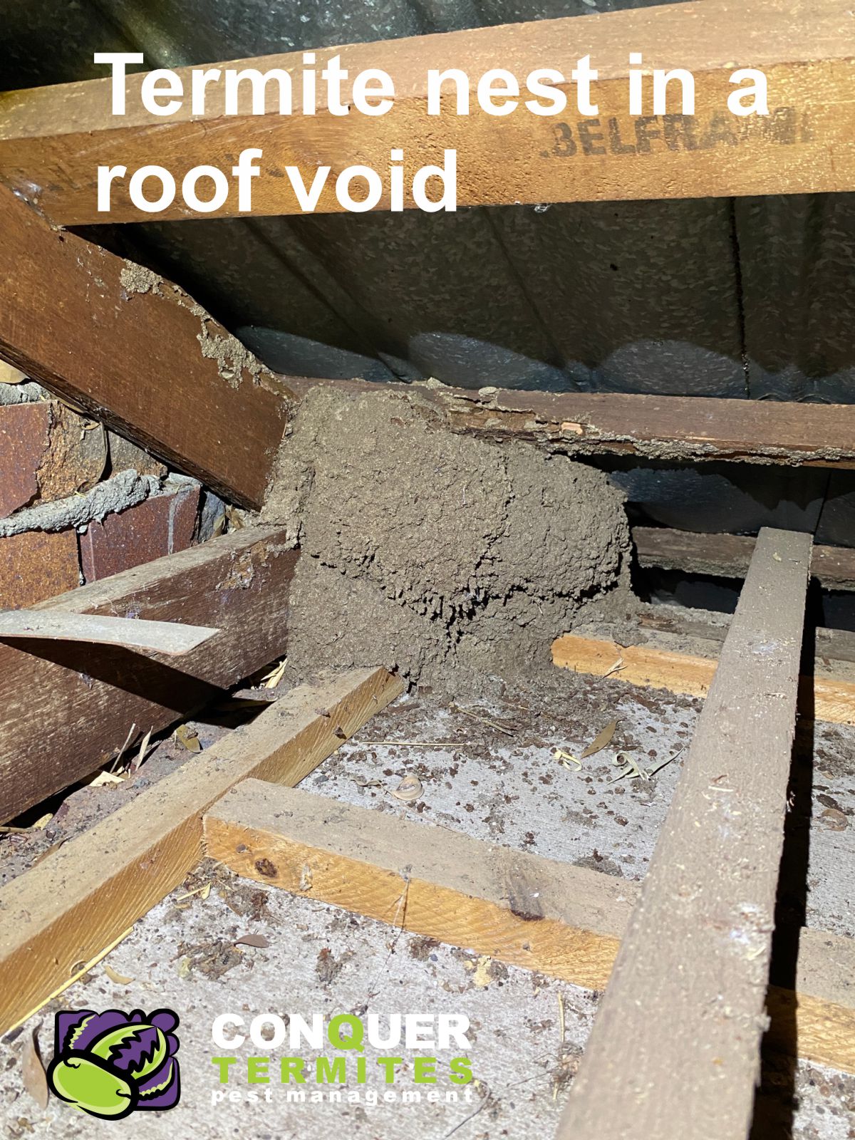 Termite nest found up in a roof