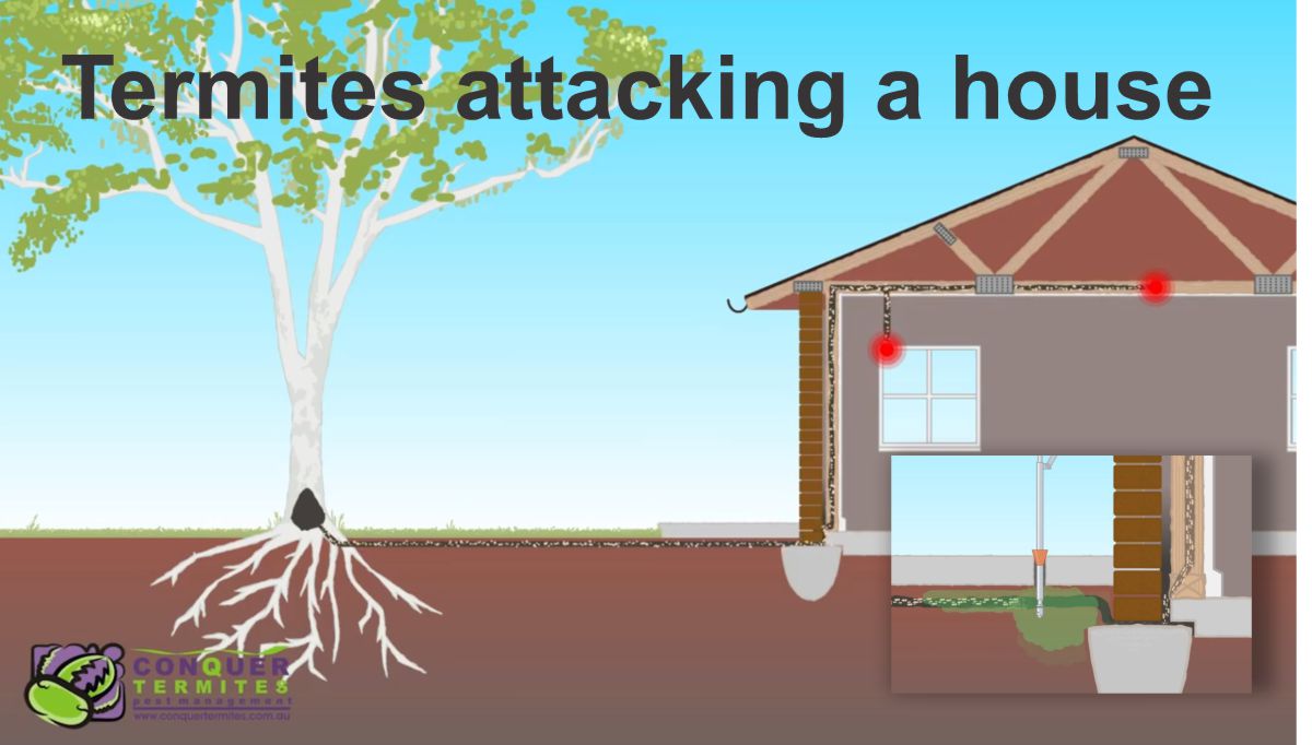 Where do Termites come from? Brisbane - Australia