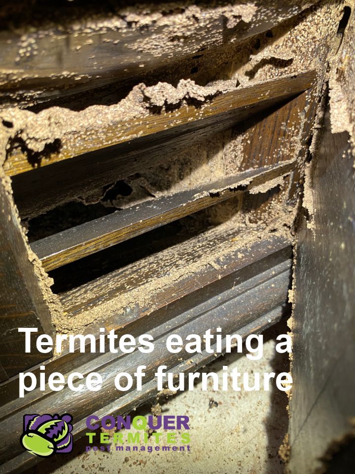 Termites eating a piece of furniture - Mt Gravatt - Brisbane