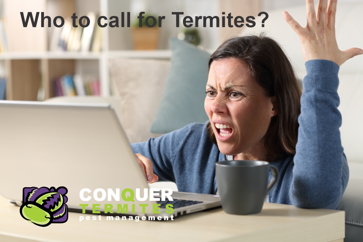 Who to call about termites in Brisbane?