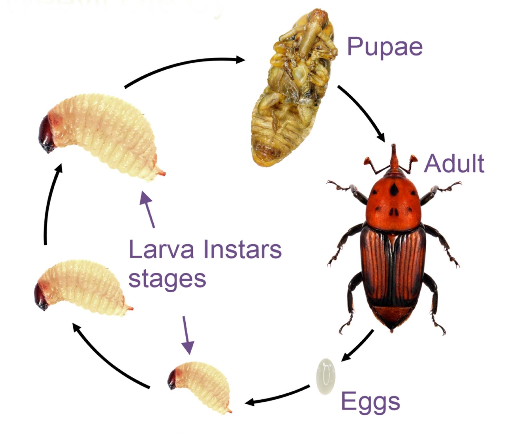 What is the weevil life cycle?