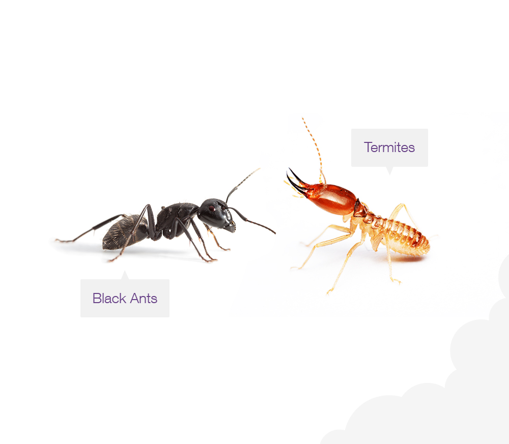 Conquer Termites - Differenc Between Black Ants & Termites
