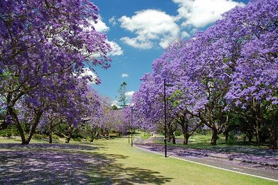 Jacaranda_UQ2