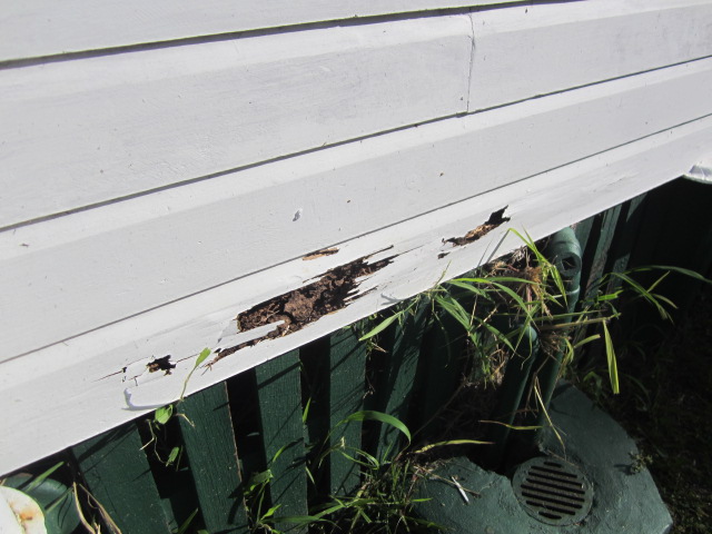 Termite damaged weatherboards