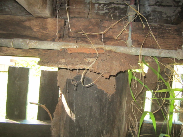 Termite leads travelling over ant capping on a stump