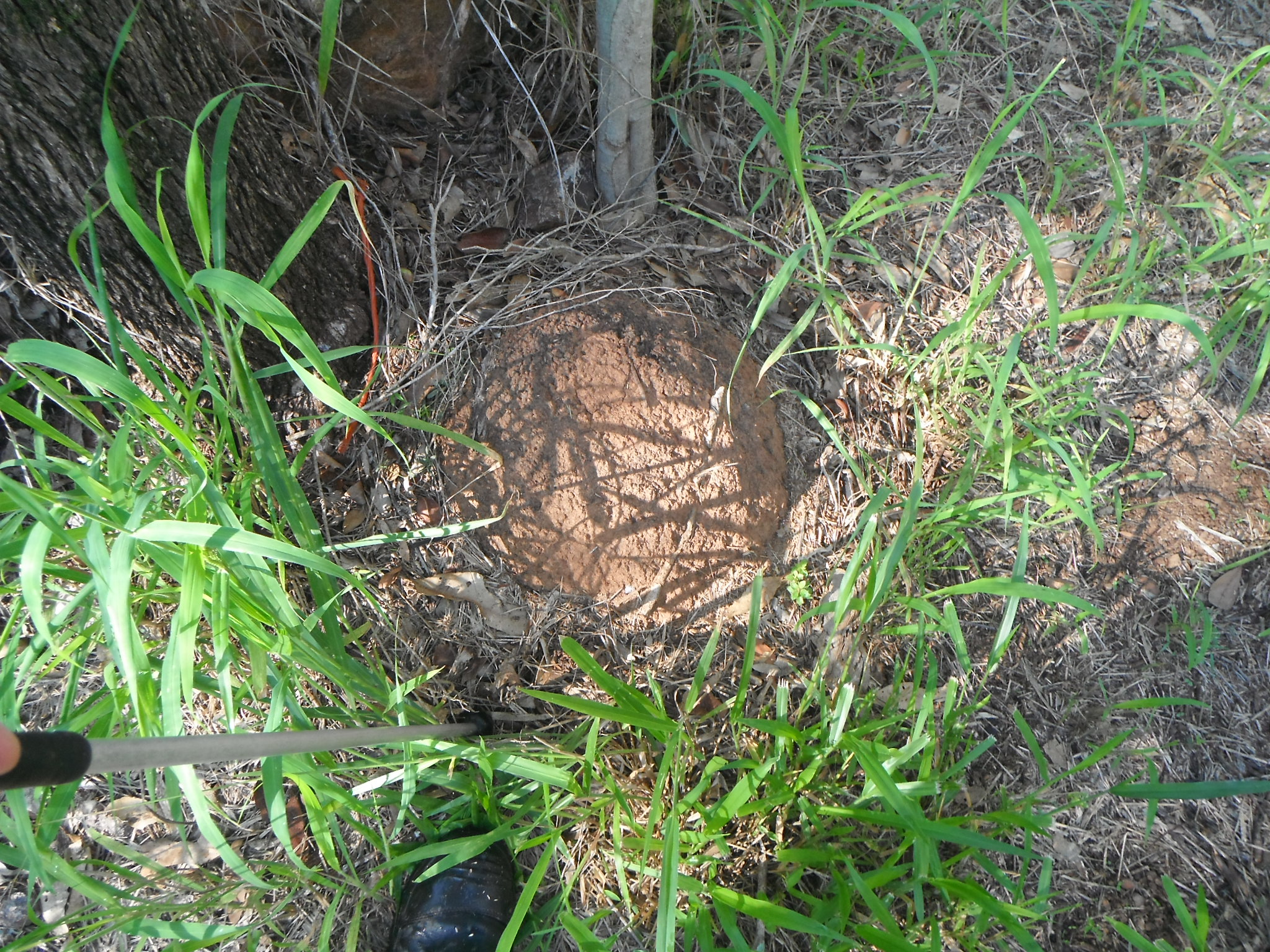 Termite Mound