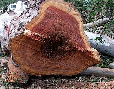 Termite nest red gum