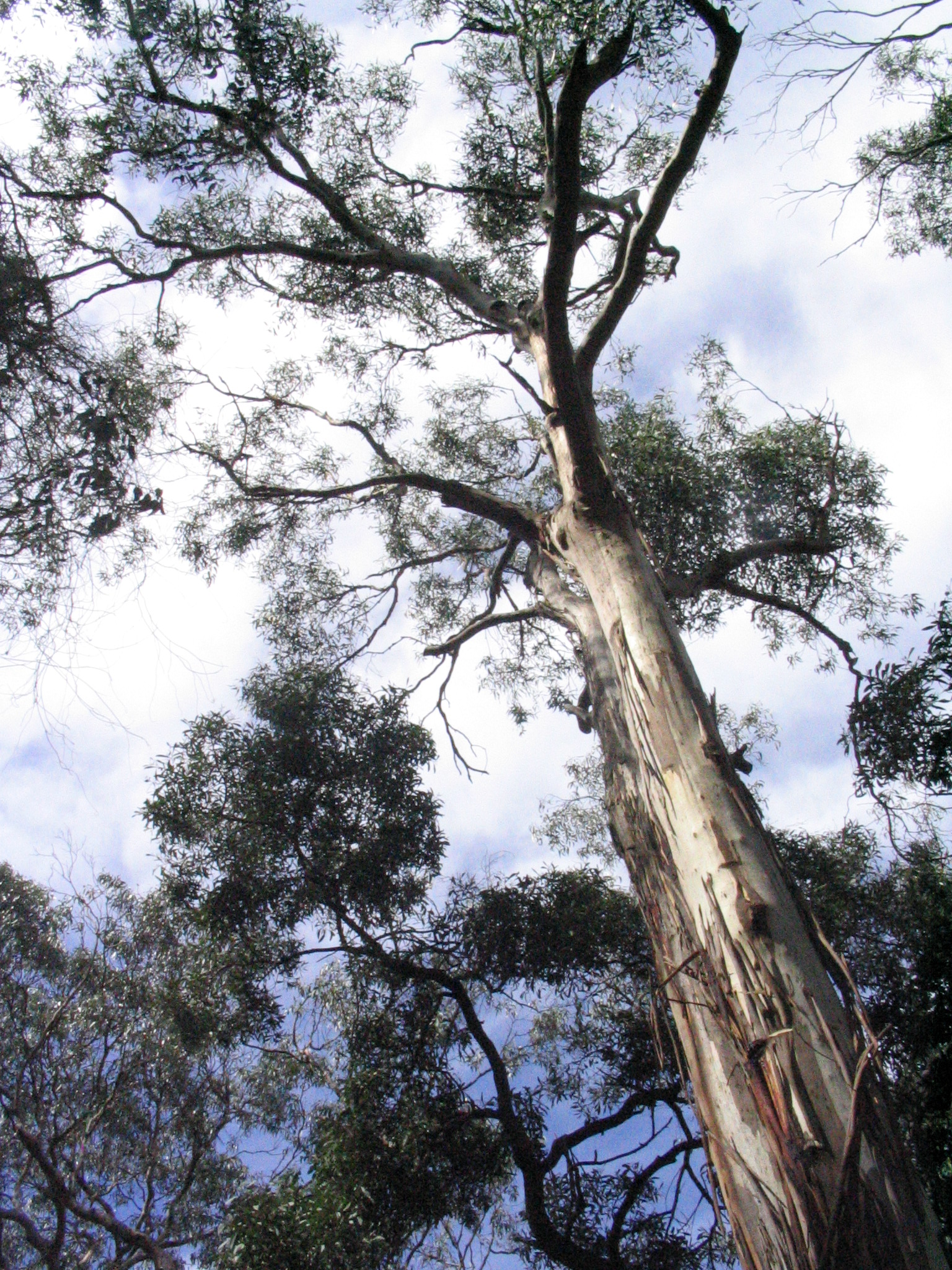 gum tree