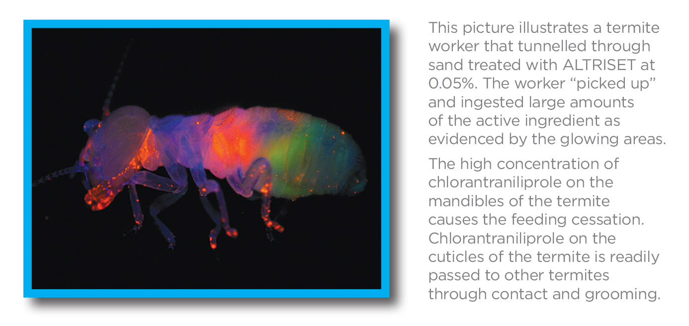 UV termite HR