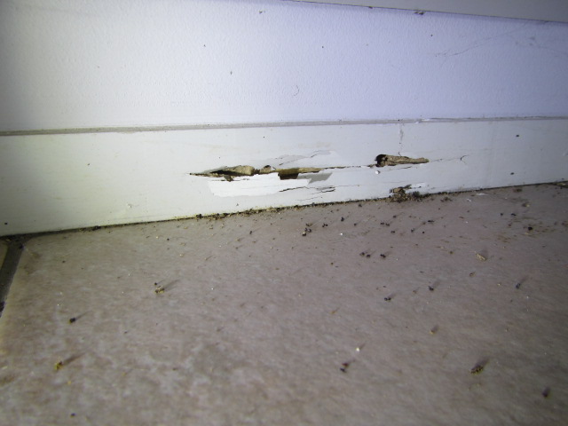 Skirting Board Removal Sydney | Removal Of Skirting Board