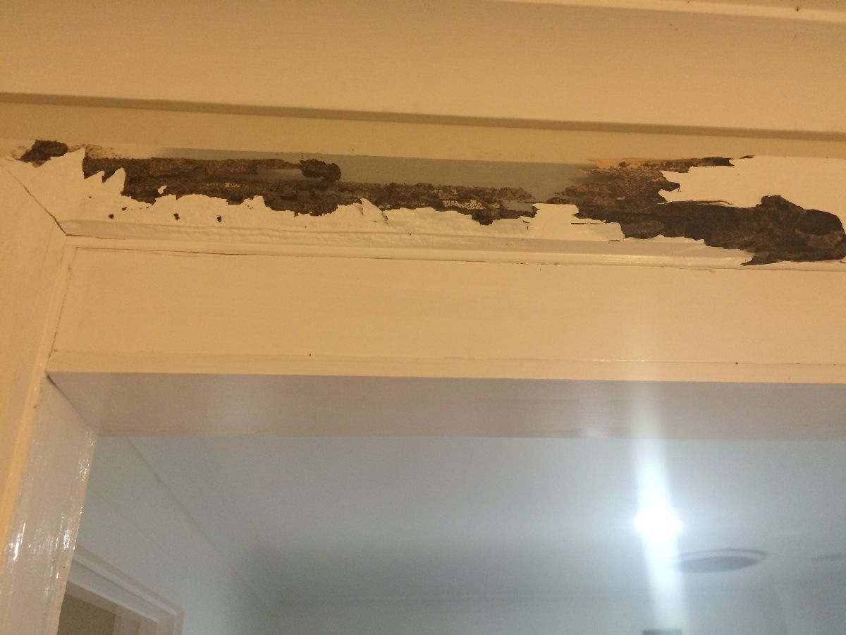 Termite damage