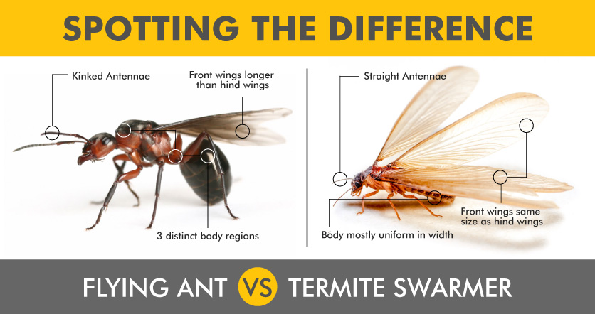 flying-ant-vs-termite-swarmer-comparison