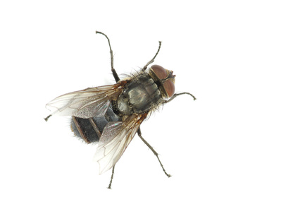 House Fly