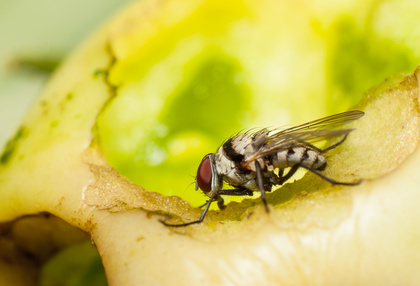 Fly feeding on tomato