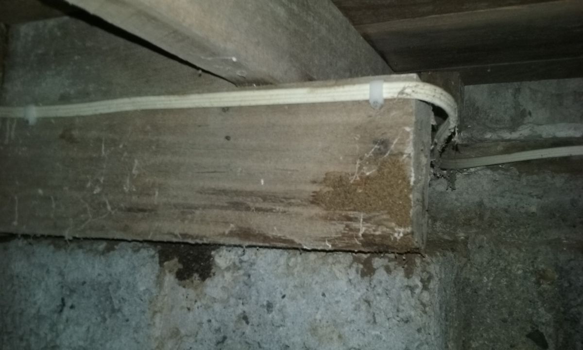 Termite lead on joist