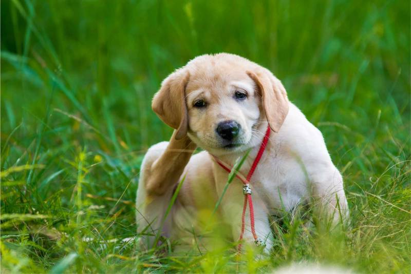 How come my dog gets fleas? What should I do? Conquer Termites