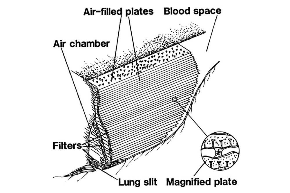 illustration of spider’s lungs