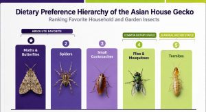 Chart of Asian gecko's dietary preference