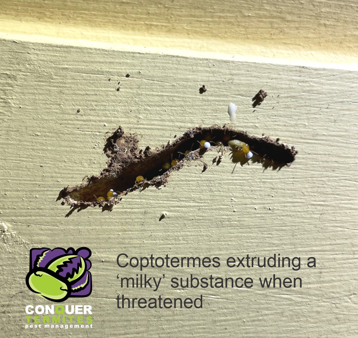 Coptotermes termites attacking a house in Ransome - Brisbane - Conquer ...