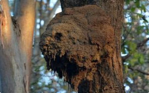 Photo of an aboreal termite nest on a tree