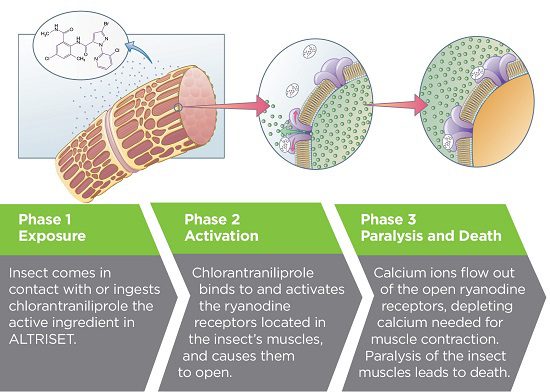 Diagra expalining how Altriset works