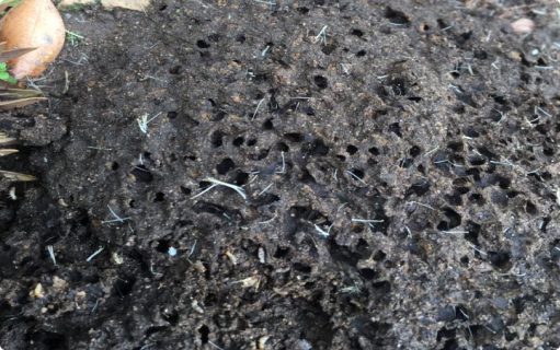 Close-up photo of a ground based termite nest - mould
