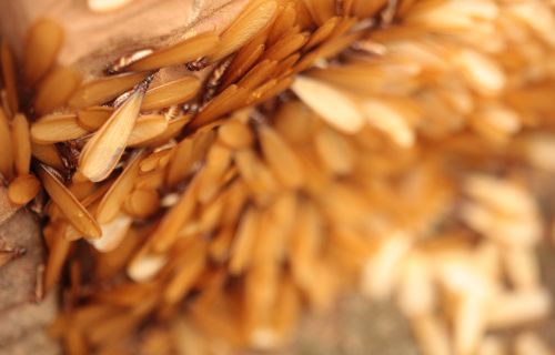Close-up photo of winged termites with golden wings