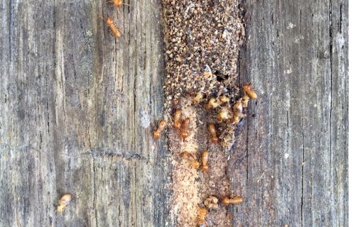 Photo of termites coming out of a mud lead