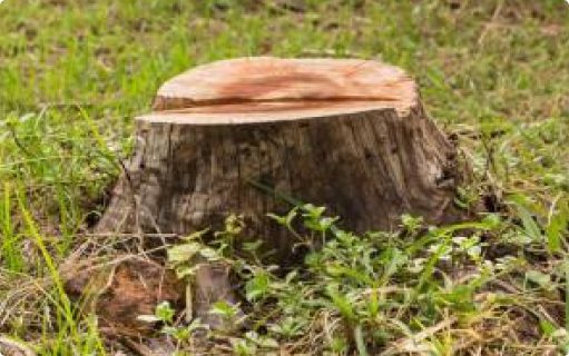 Photo of a tree stump