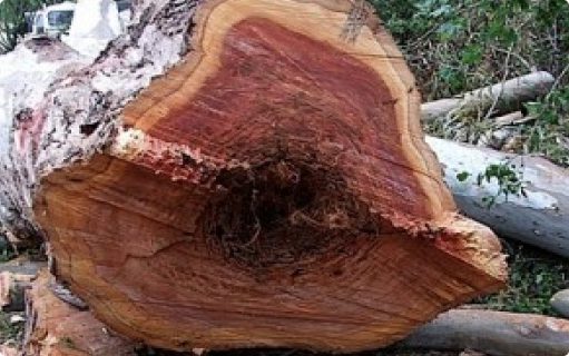 Photo of a cut tree with termites in the middle of the trunk