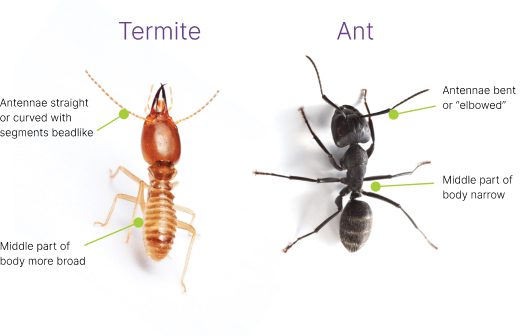 Diagram showing the difference between a termite and a black ant