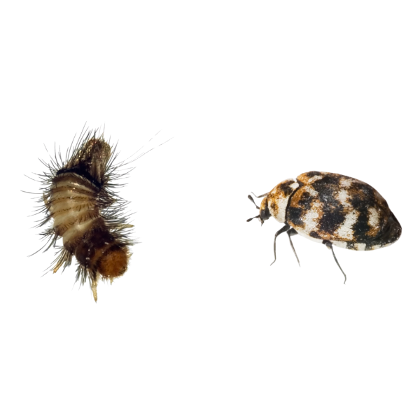 Carpet Beetle larvae image
