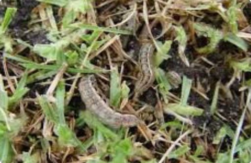A photo of Army worms in the grass
