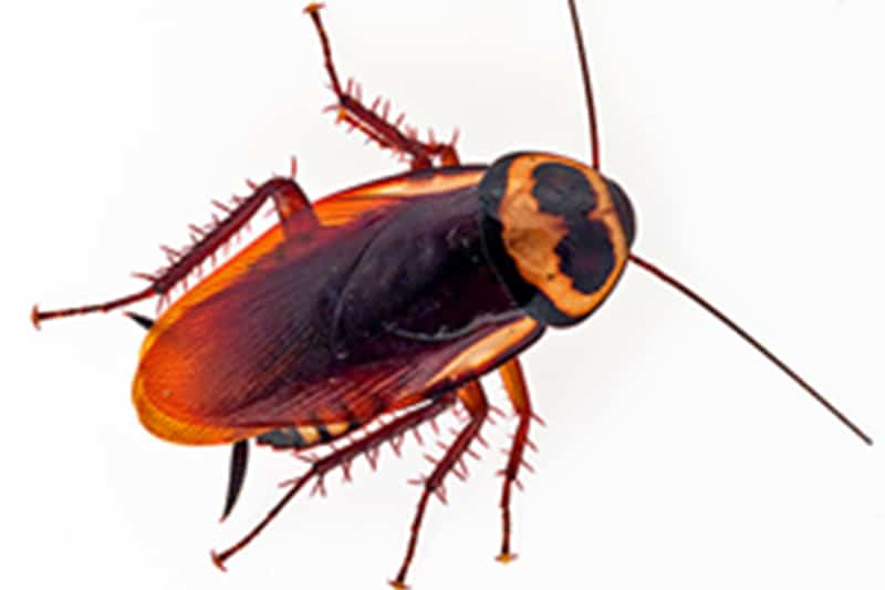 Photo of an Australian cockroach