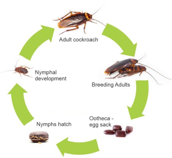 A diagram of the cockroach life cycle