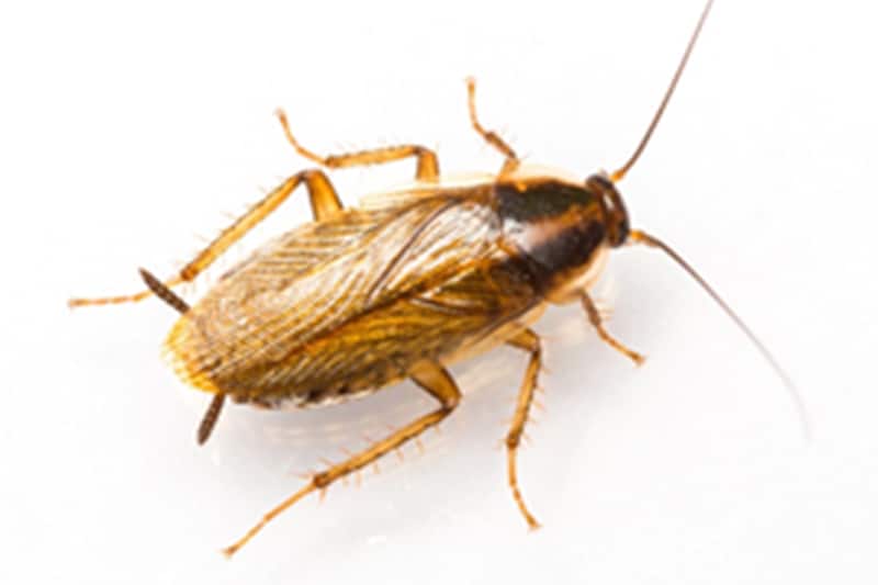 Photo of a German cockroach