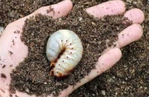 Image of a large lawn grub larvae