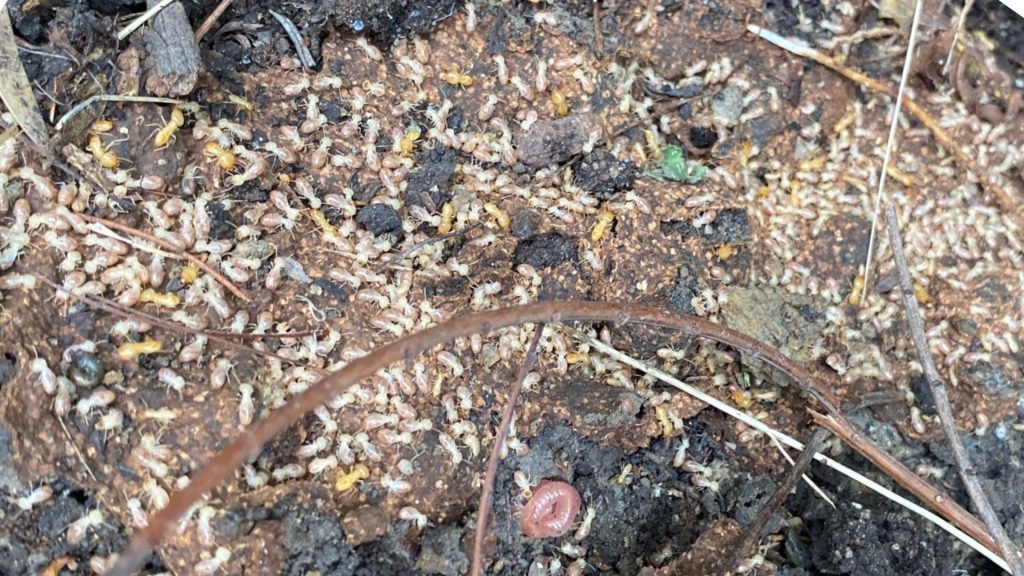 Thousands of live termites found under loose timber in a Brisbane garden