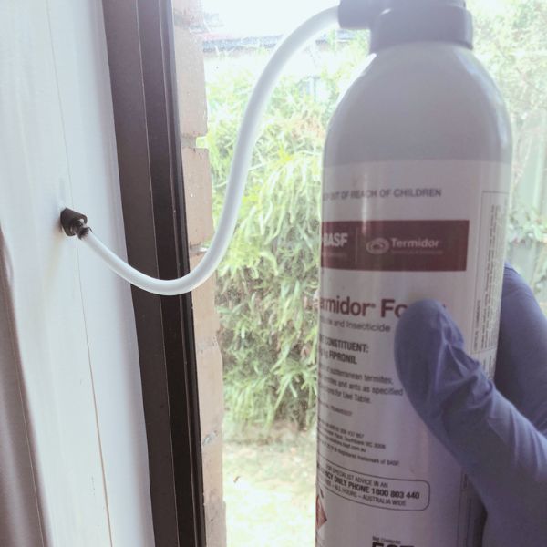 Applying Termidor foam to live termites in a window - holding a can
