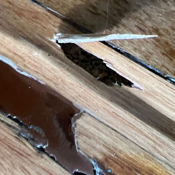 Live termite damage in timber floorboards - Burbank house