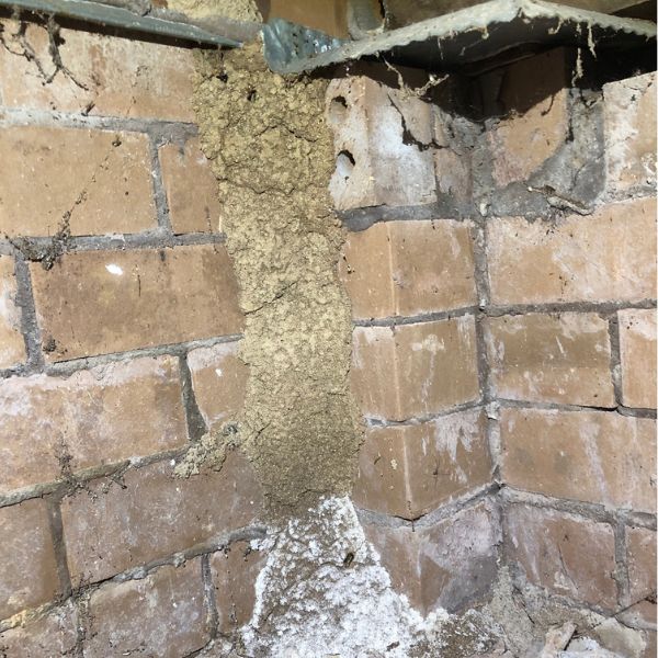 A large termite lead in the subfloor - Burbank house