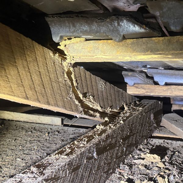 Evidence of termite activity in a roof void in a house in Burbank Qld