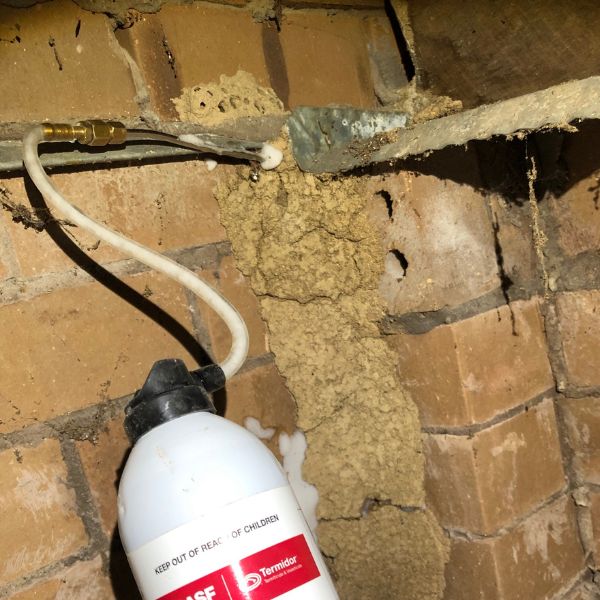 Applying Termidor foam directly into a large termite lead in the subfloor